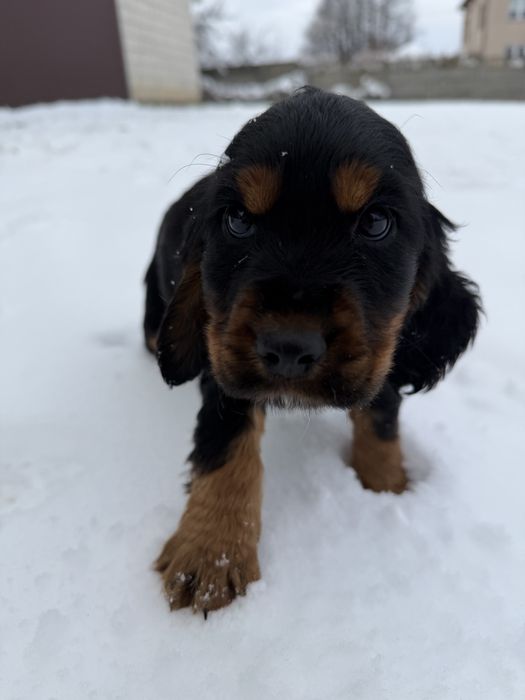Cocker Spaniel Angielski