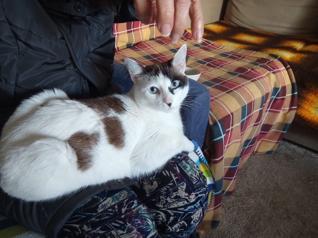 Ofereço gatinha linda
