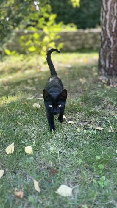 Кошенятка в пошуках дому
