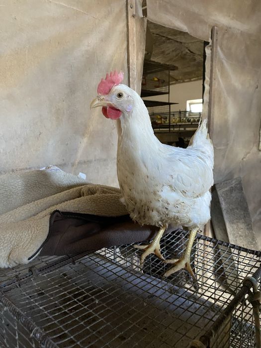 Молоді 5 місяців курочки