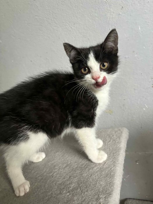 Kociaki szukaja domu