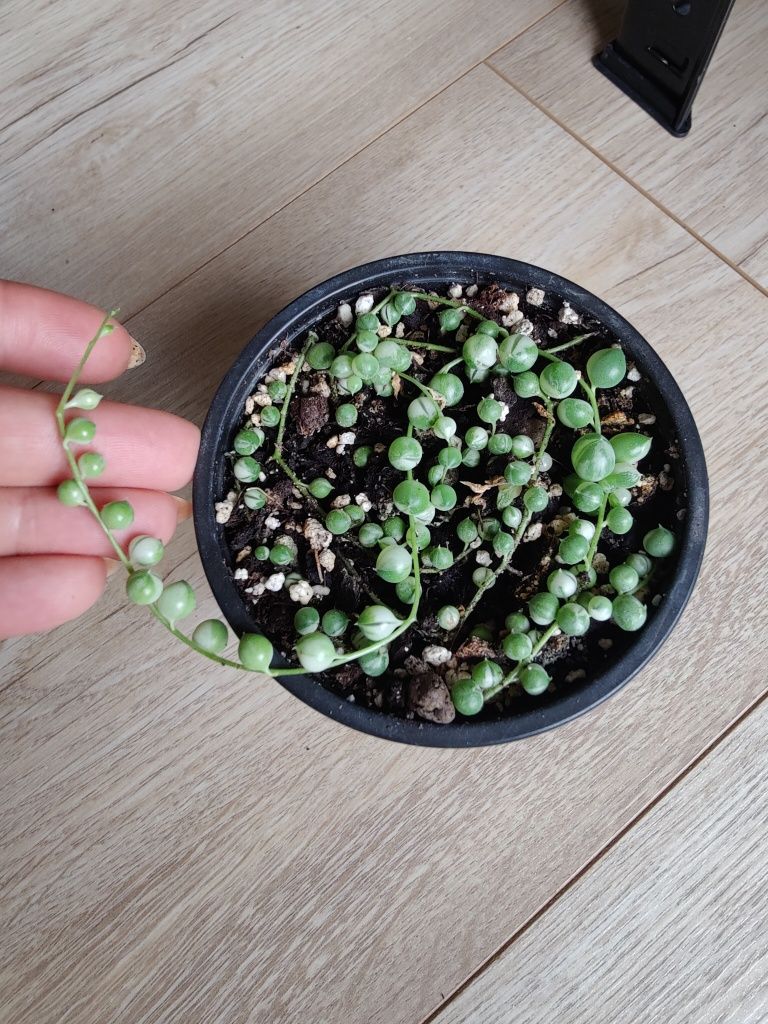 Senecio rowleyanus variegated starzec varie sznur pereł