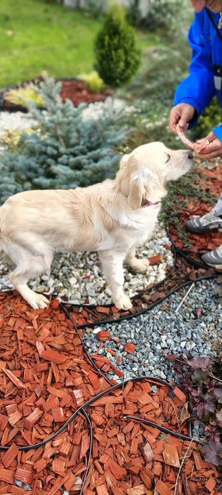 Golden Retriever piesek po Champion PL