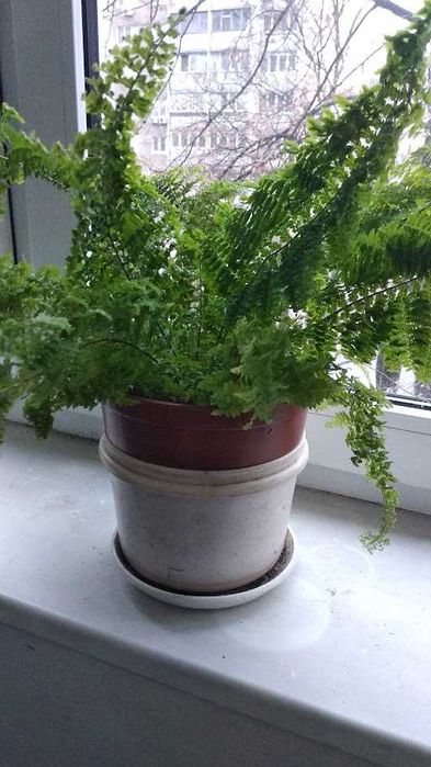 Папоротник декоративный