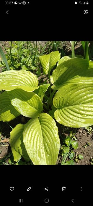 Шавлія, очиток, хоста.