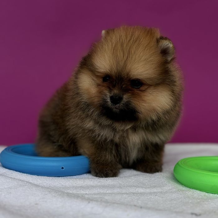 хлопчик тип ведмедика шоу классу