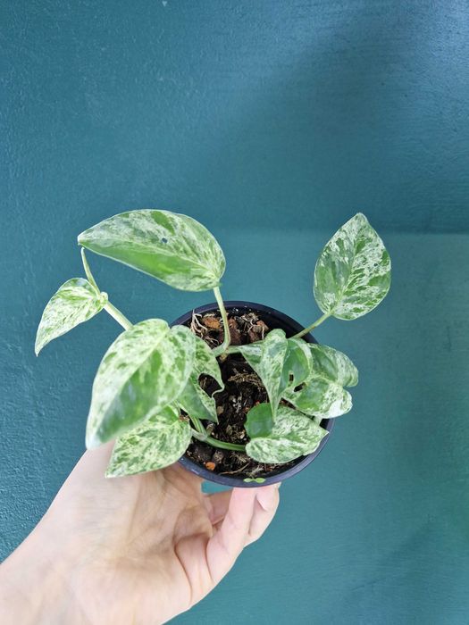 Вкорінені ліани, ампельні рослини