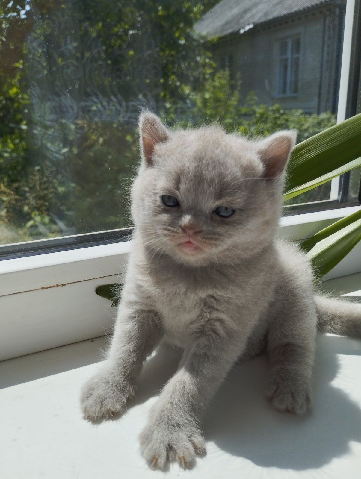 Шотландський котик
