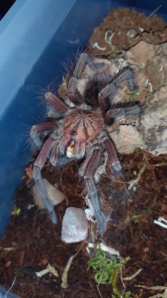 Pamphobeteus sp machala Samiec 3dc