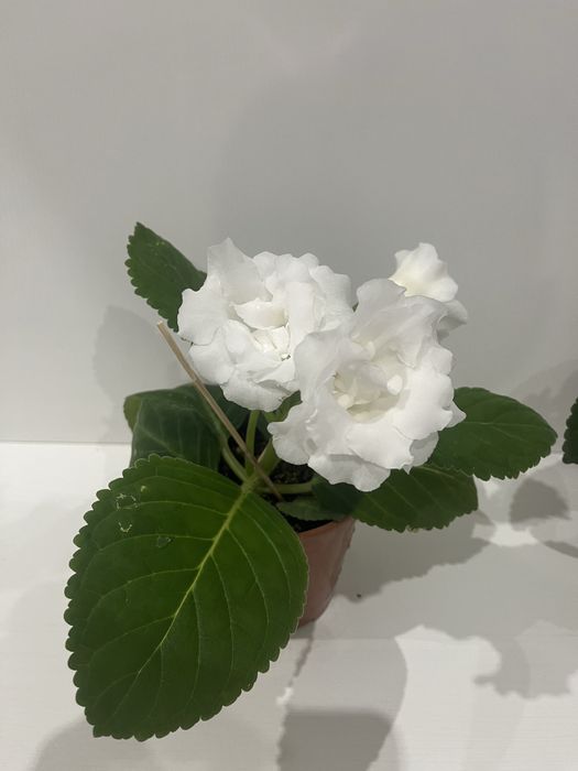 Комнатные цветы: глоксинии.