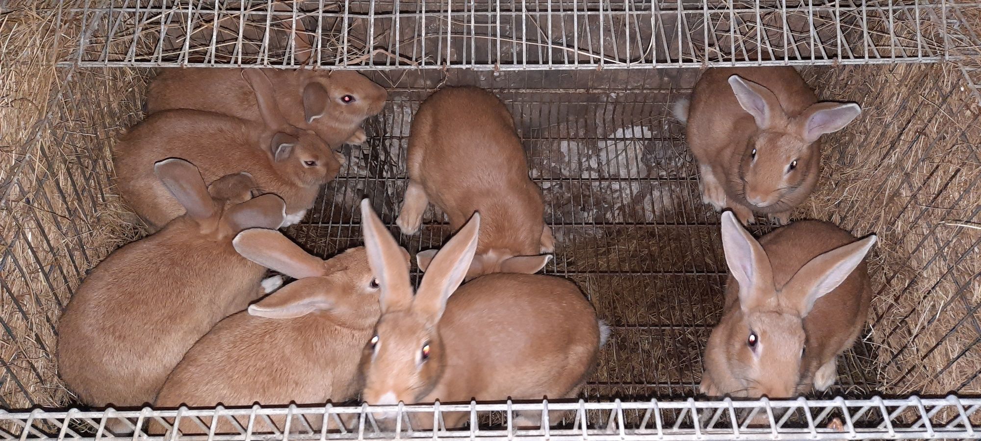 Vendo coelhos criados em casa