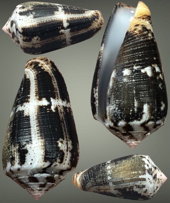 Мосрька ракушка Conus magus metcalfii 35.9мм Філіппіни колекціні мушлі