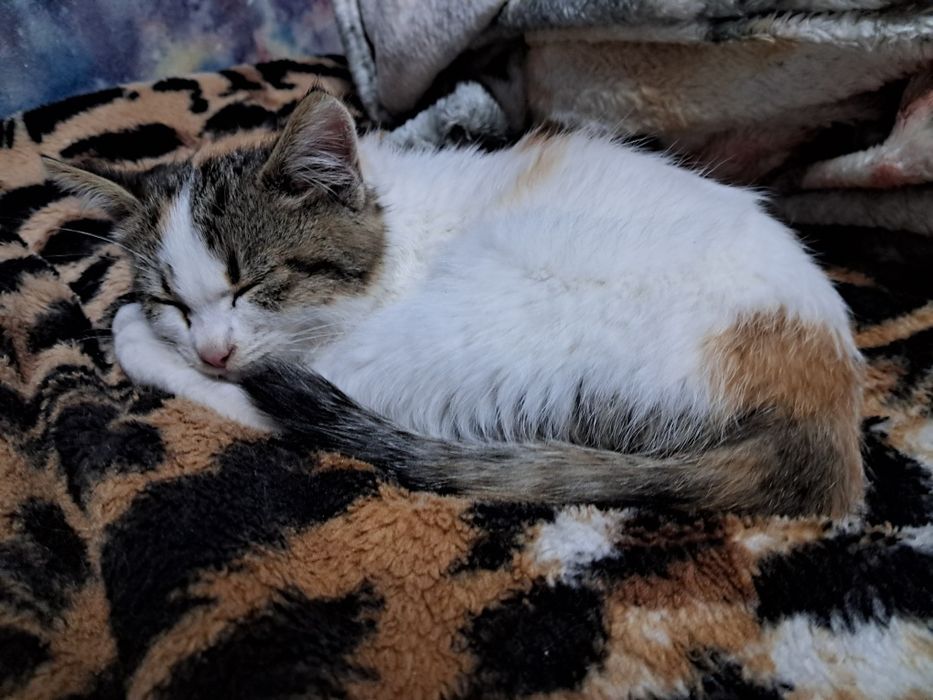 Ласкава кішечка шукає добрих хазяїв