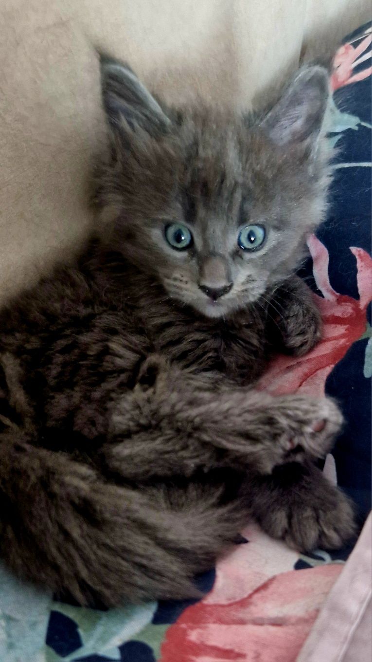 Cleo niebieska koteczka