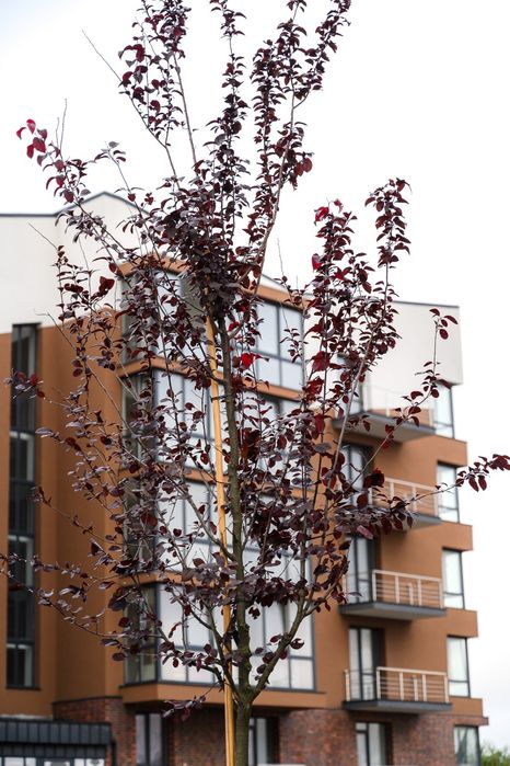 Квартира 2 кімнатна