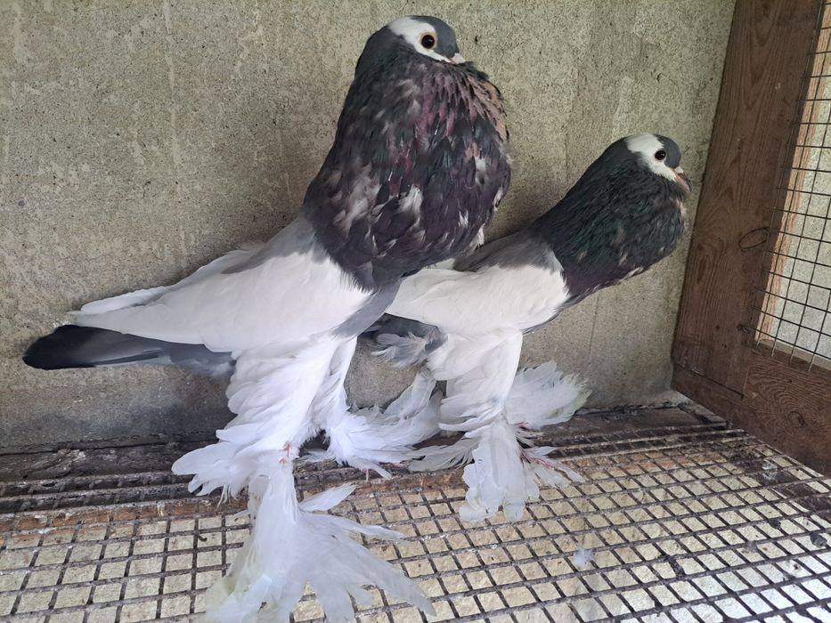 Garlacze siodlate lapciate garłacz czeskie czeskie para niebieskie2024