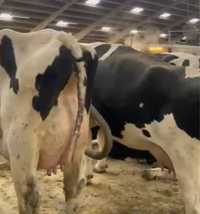Krowy jedo stado 11500 kg