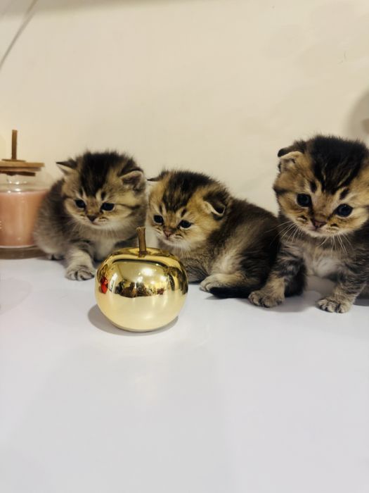 Золотые скоттиш фолд и страйт