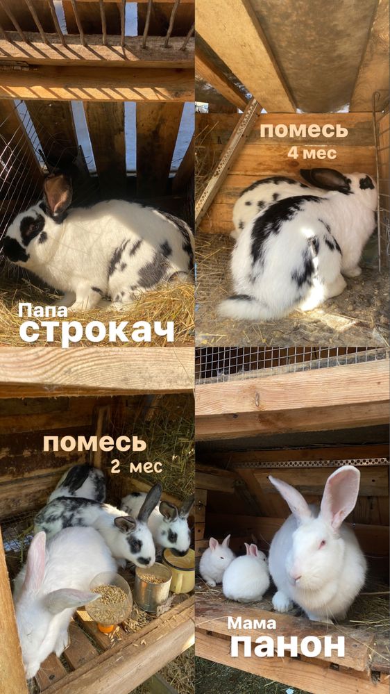 Строкач+панон