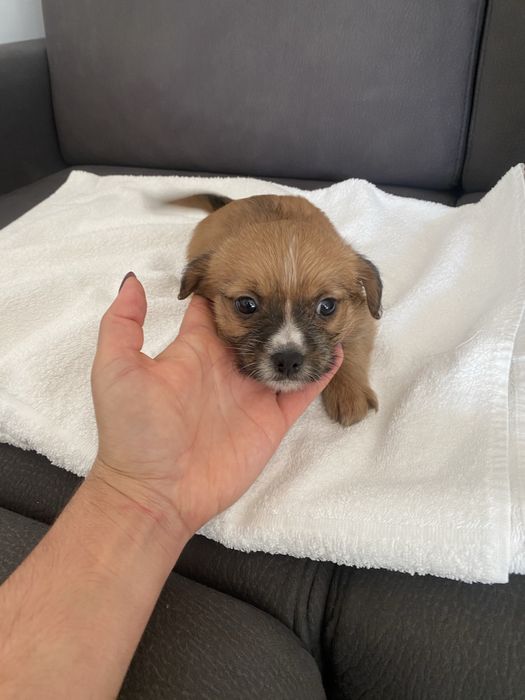 Yorkshire terrier  X