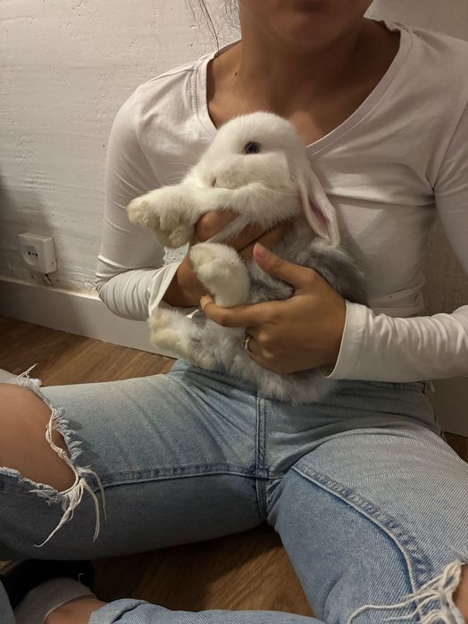 Coelha Belier 2 meses