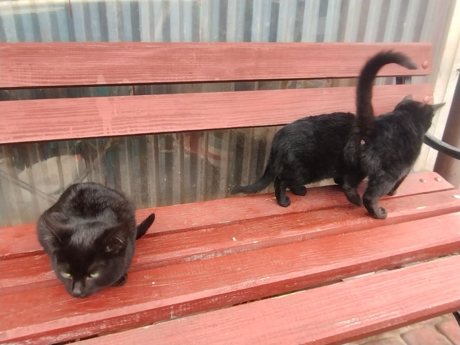 Oddam kotki 1 kociczka i 2 koty