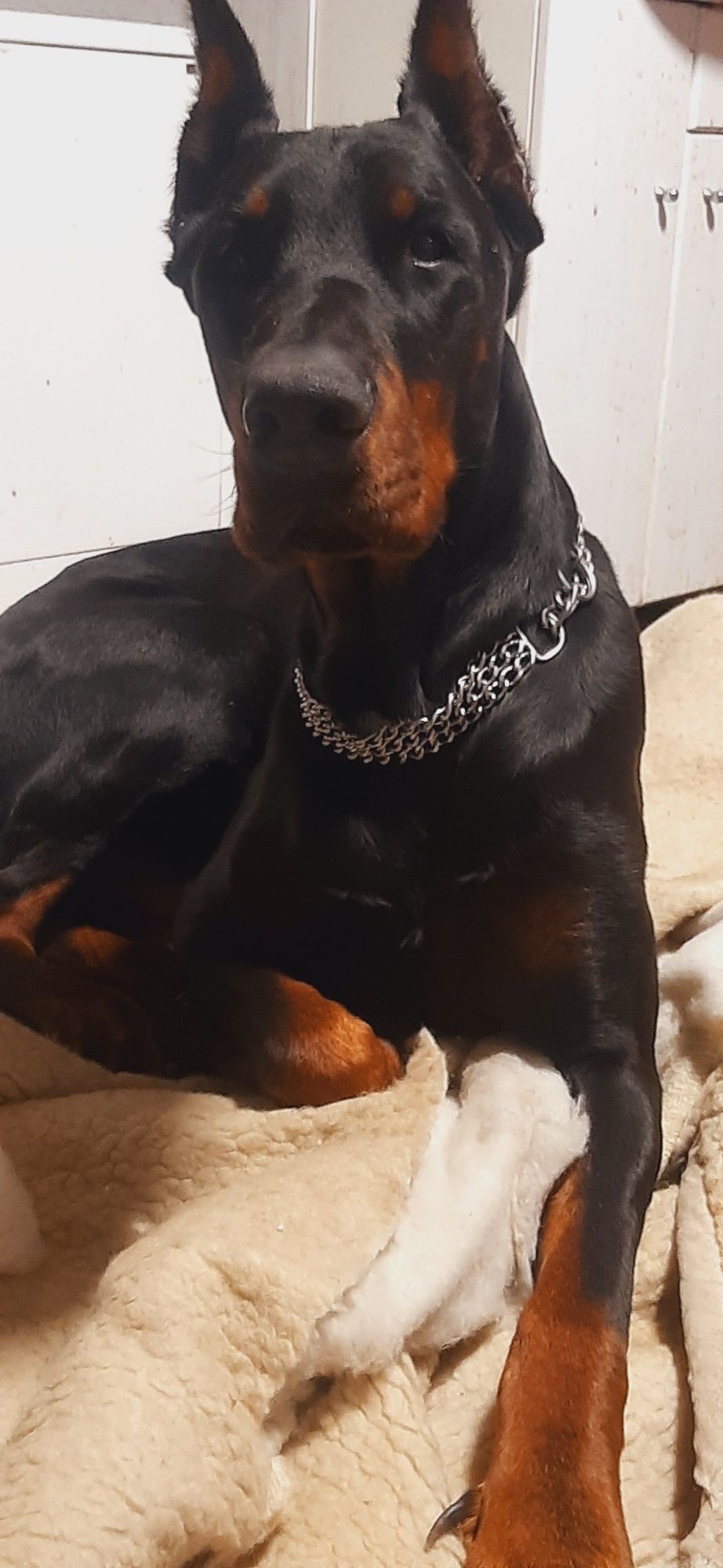 Doberman Piesek Rezerwacia