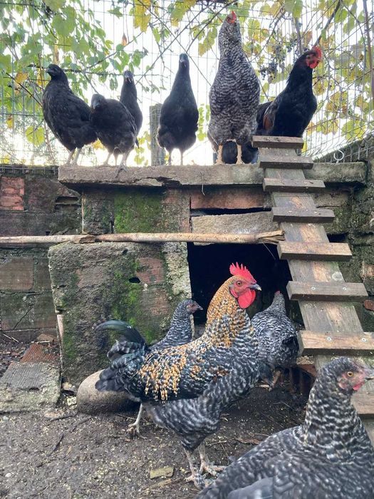 Galos de varias raças