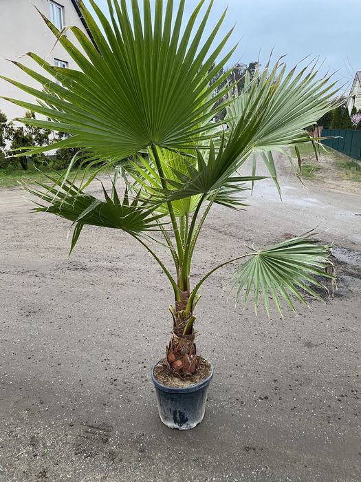 Palma washingtonia robusta od 200cm do 250cm