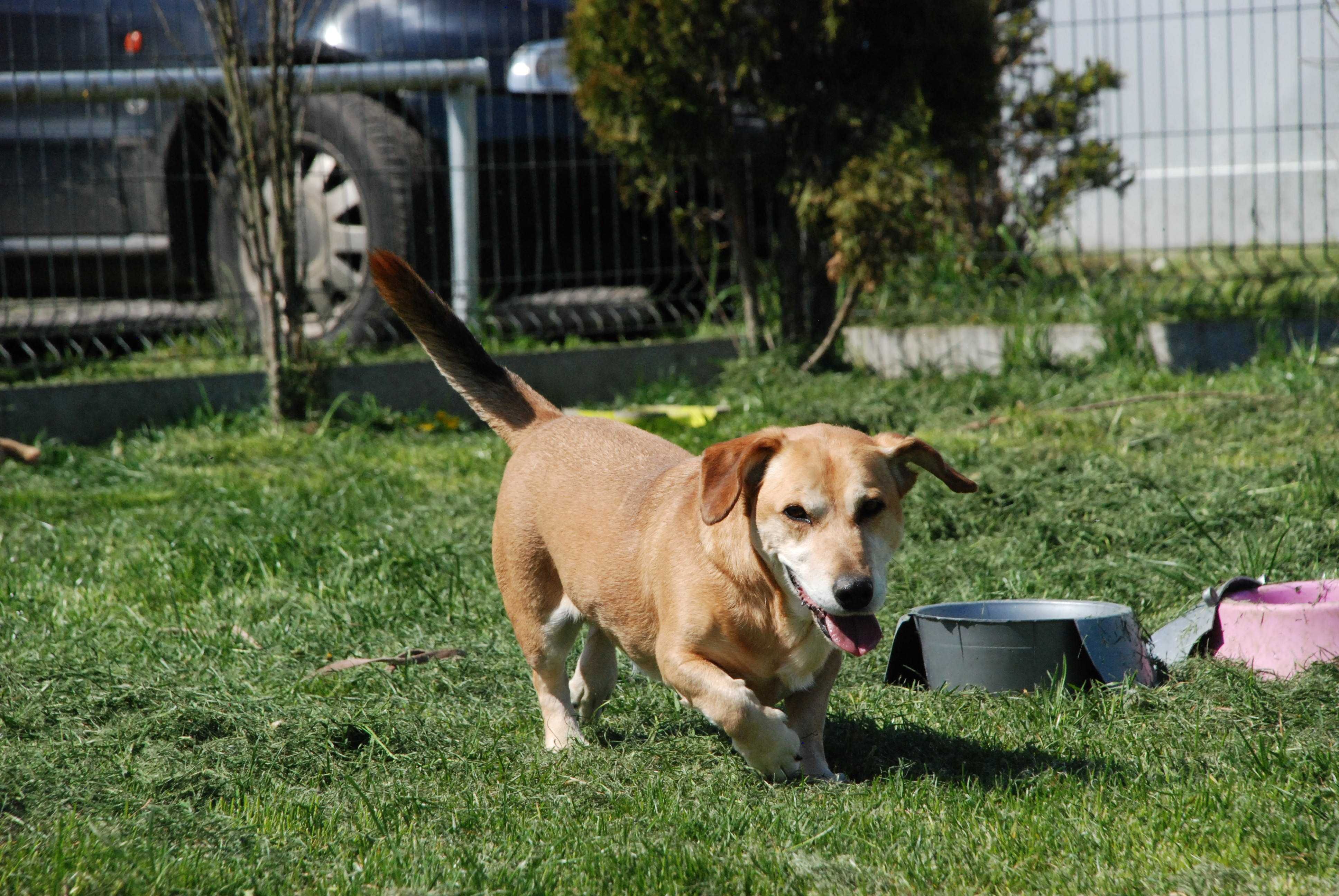 Przekochany przytulas TURBO JAMNIK poleca się do adopcji!