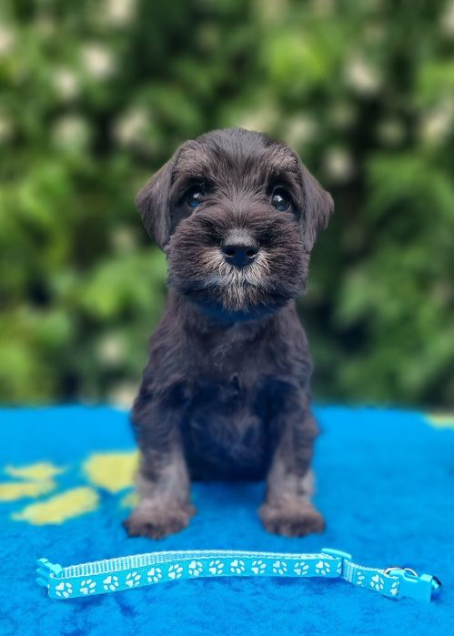 Цуценята цвергшнауцера