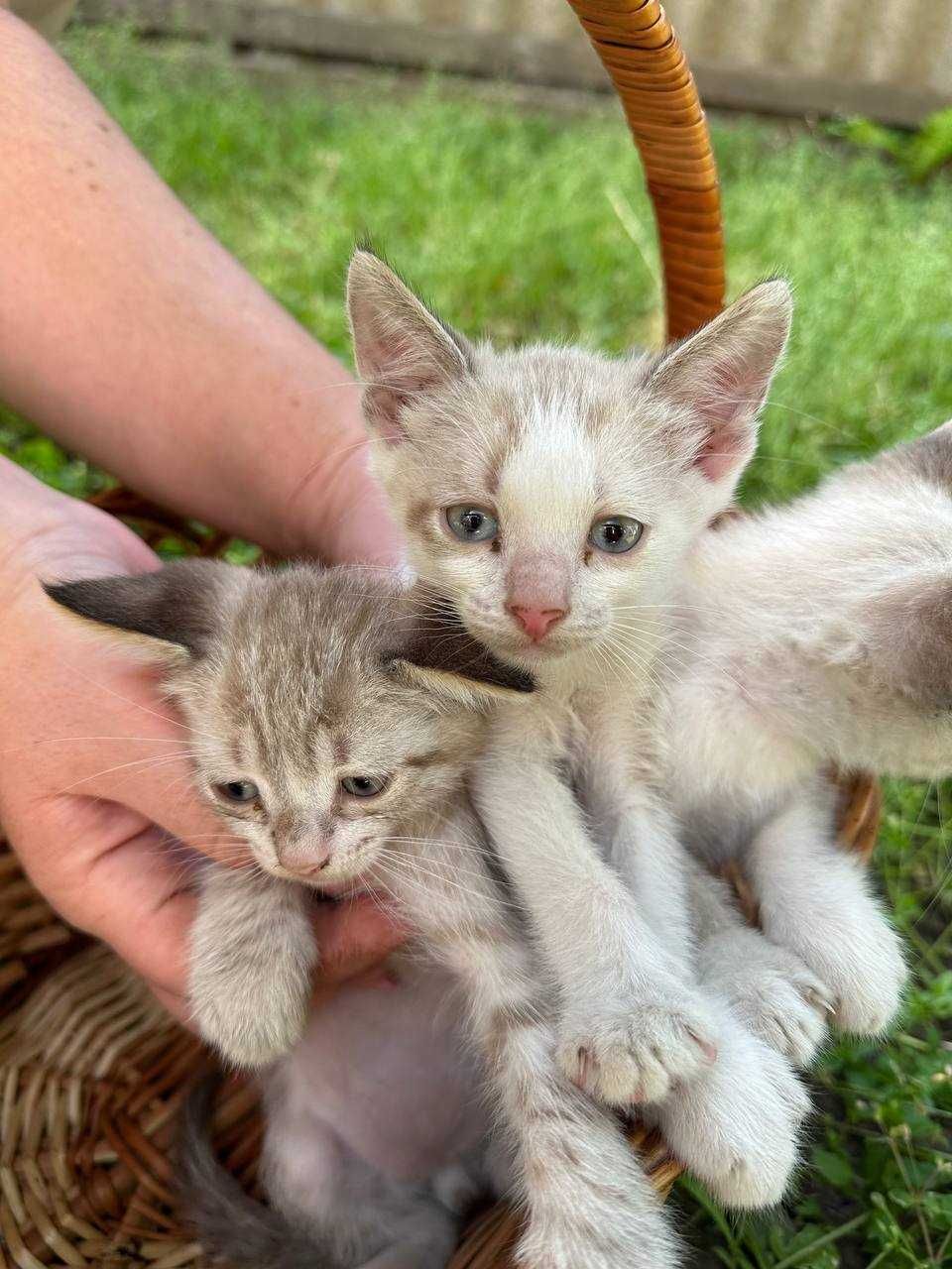 Кошенята дуже милі