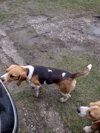Reproduktor  beagle