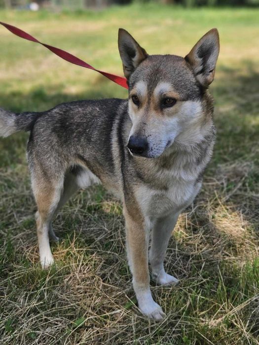 husky mix Gazon szuka domu -schronisko Zgierz -aktualne