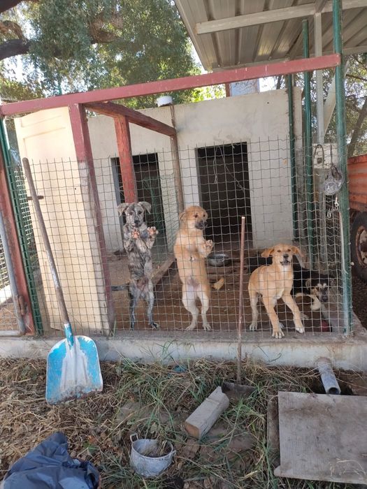 Dão se cãezinhos