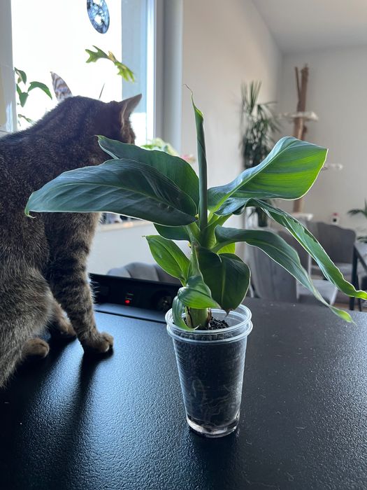 Bananowiec Musa w hydroponice