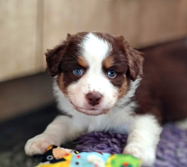 Owczarek australijski Red tri (typ amerykański) ZKwP/FCI