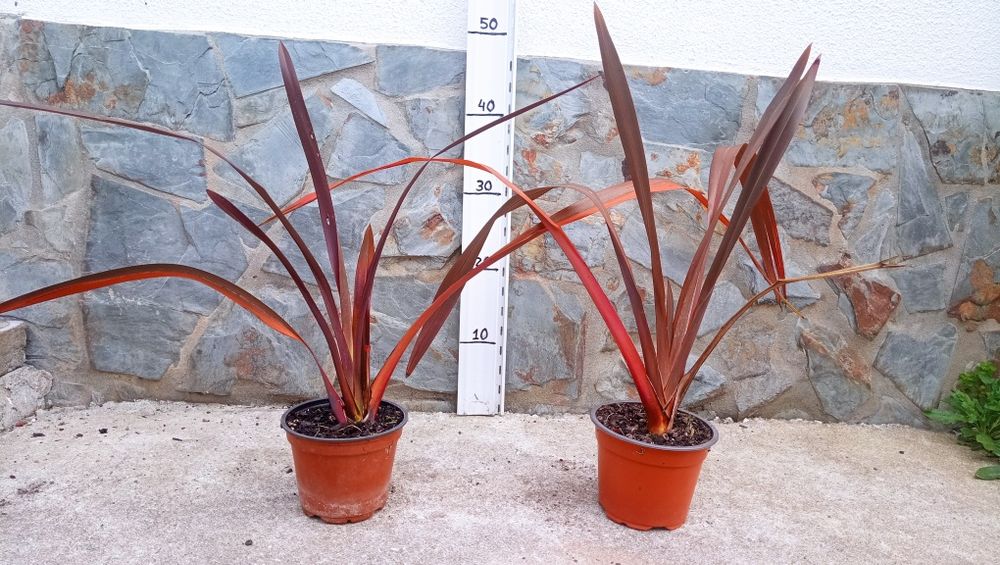 Palmeira leque, Phormium tenax  
5€