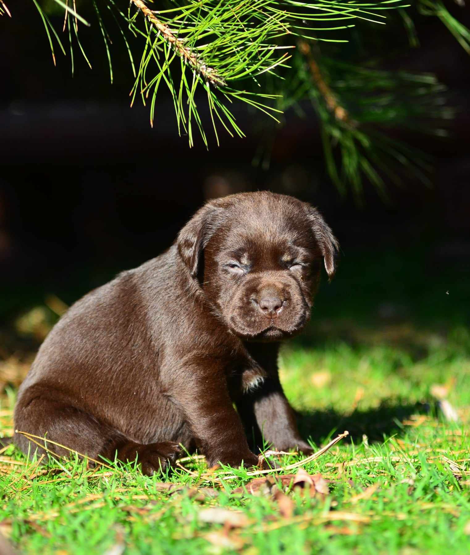 Labrador retriever FCI