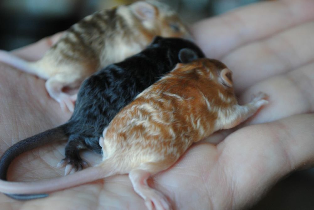 Сатиновые мышки, длинношерстные кучерявые мыши