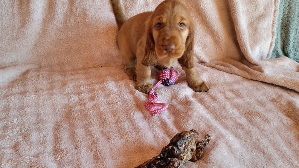 Piesek Cocker spaniel ang.badania genetyczne