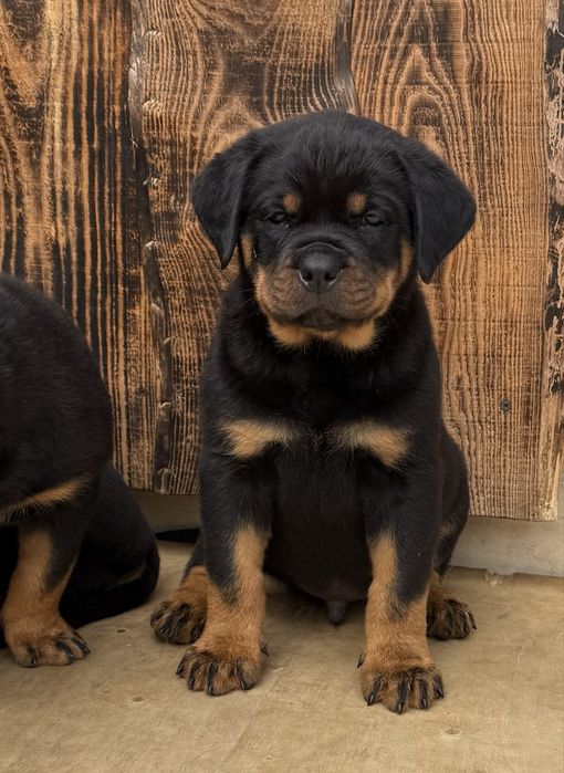 Rottweiler ZKwP/FCI