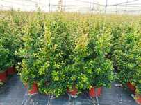 eugenia myrtifolia newport para sebe