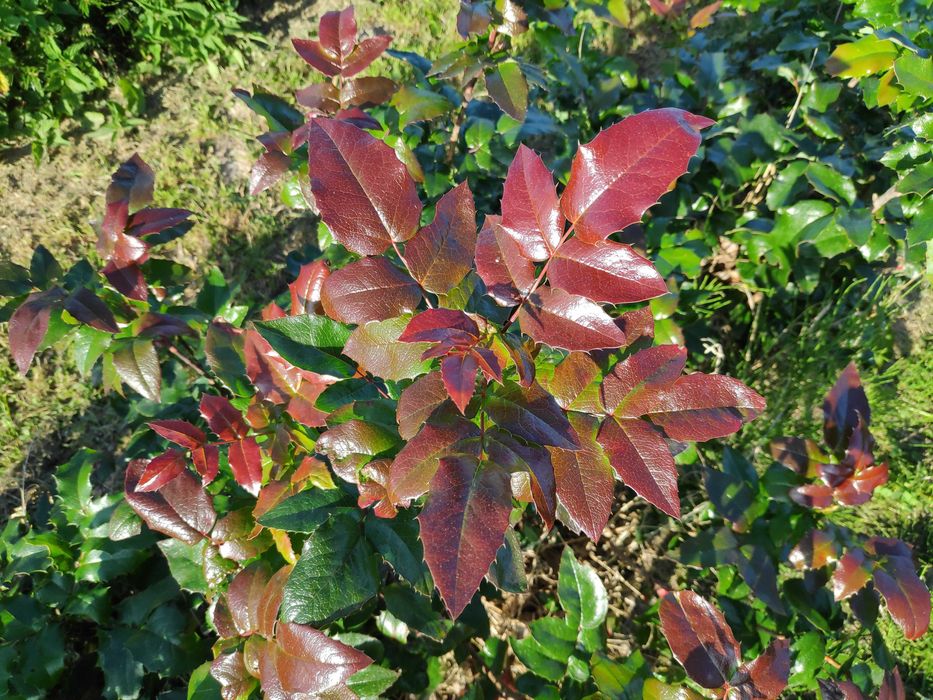 Mahonia gałązki na kompozycje florystyczne