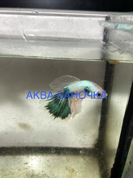 Півник. Півники. Самочки півників. Рибка півник