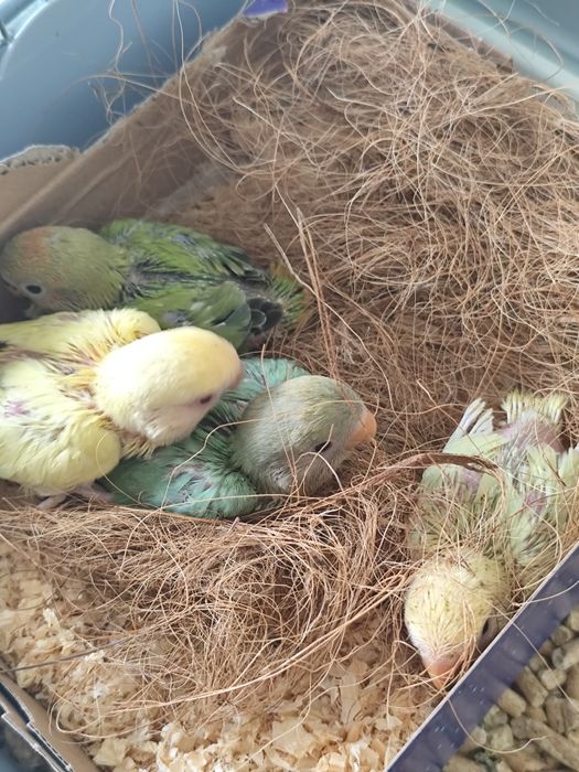 Vendo agapórnis roseicollis bebé