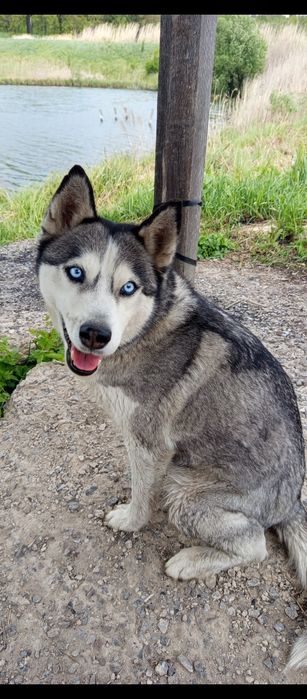 Девченка хаски в продаже