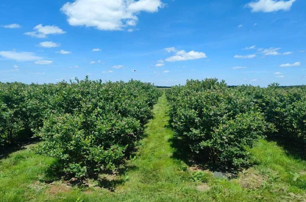 Działka budowlana , plantacja borówki