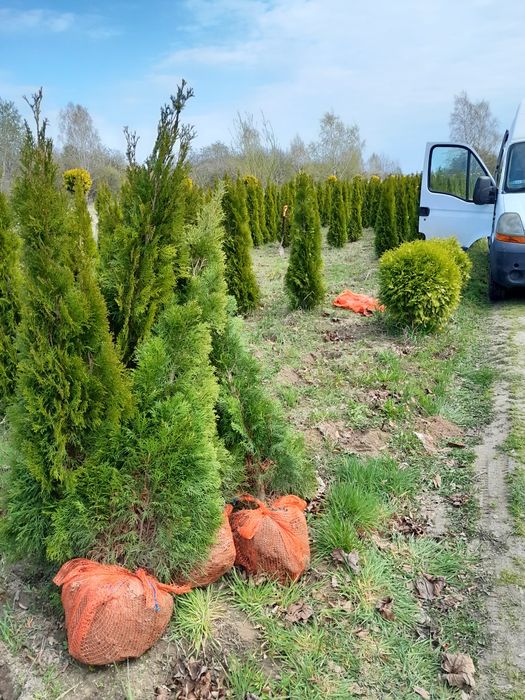 Tuja szmaragd żywopłoty 140-160cm i inne