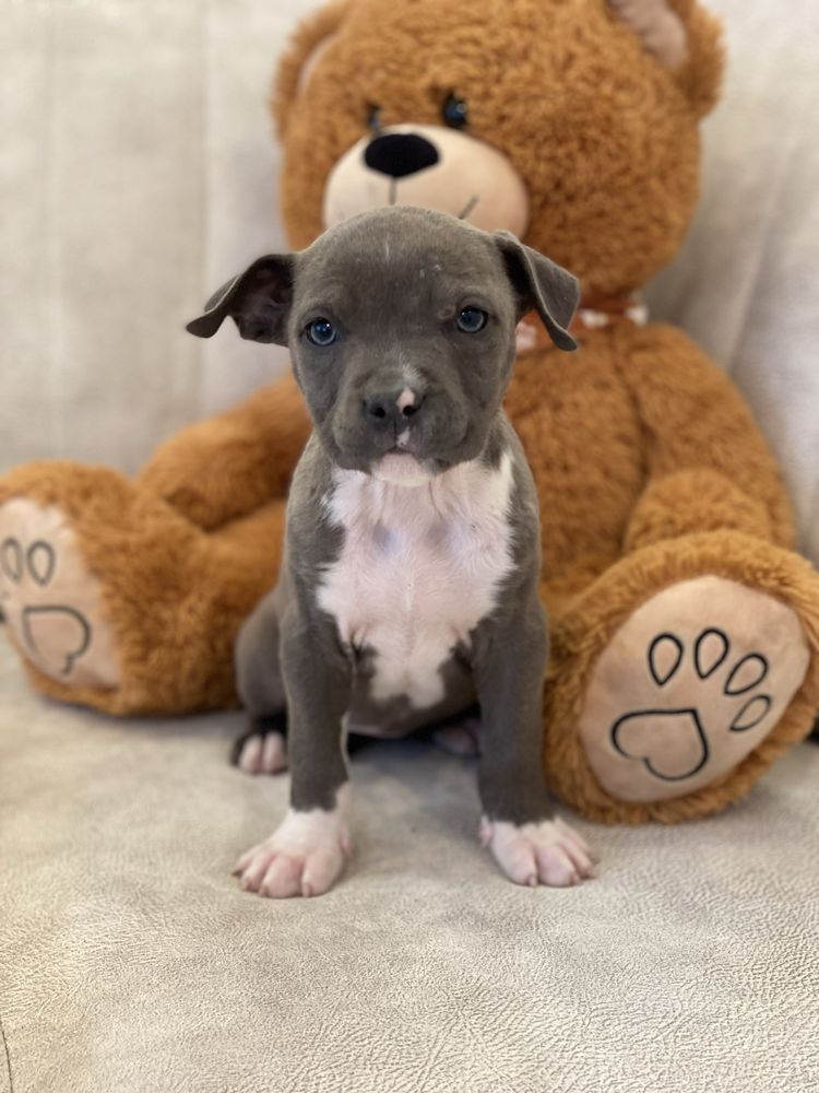 American Staffordshire terrier Blue kolor